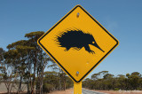 Watch out for Echidnas - Pas op voor Mierenegels