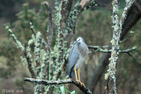 White-faced Heron - Witwangreiger - Egretta novaeholandiael