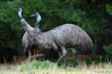 Emu - Emoe - Dromaius novaehollandiae