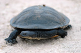 Snake-necked Turtle - Langnekslangenhalsschildpad - Chelodina longicollis