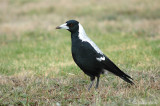 Australian Magpie - Zwartrugfluitvogel - Gymnorhina tibicen