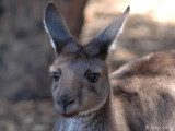 Tammar Wallaby (?) - Tammarwallaby - Macropus eugenii