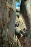 Koala - Koala - Phascolarctos cinereus