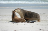 Australian Sea Lion - Australische Zeeleeuw - Neophoca cinerea