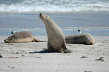 Australian Sea Lion - Australische Zeeleeuw - Neophoca cinerea