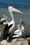Australian Pelican - Australische Pelikaan - Pelecanus conspillatus