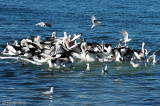 Australian Pelican - Australische Pelikaan - Pelecanus conspillatus