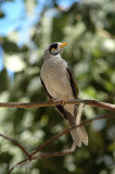 Noisy Miner - Tuinhoningeter - Manorina melanocephala