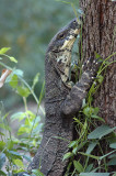 Lace Monitor - Bonte Varaan - Varanus varius