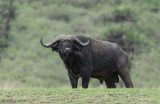 Cape Buffalo - Kaapse Buffel - Syncerus caffer