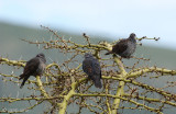 Dusky Turtle Dove - Rouwtortel - Streptopelia lugens
