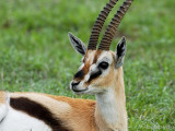 Thomsons Gazelle - Thomsongazelle - Eudorcas thomsonii