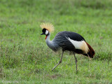 Grey Crowned Crane - Grijze Kroonkraanvogel - Balearica regulorum