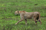 Cheetah - Jachtluipaard - Acinonyx jubatus
