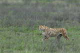 Cheetah - Jachtluipaard - Acinonyx jubatus