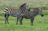 Plains Zebra - Steppezebra - Equus quagga