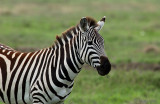 Plains Zebra - Steppezebra - Equus quagga