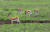 Thomsons Gazelle - Thomsongazelle - Eudorcas thomsonii