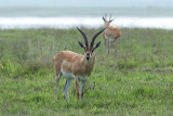 Grants Gazelle - Grantgazelle - Nanger granti 
