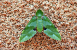 Hawk Moth - Pijlstaart - Euchloron megaera