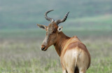 Hartebeest - Hartenbeest - Alcelaphus buselaphus