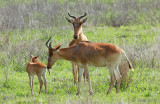 Hartebeest - Hartenbeest - Alcelaphus buselaphus