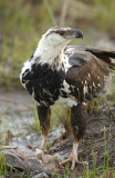 African Fish Eagle - Afrikaanse Zeearend - Haliaeetus vocifer
