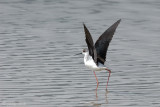 Black-winged Stilt - Steltkluut - Himantopus himantopus
