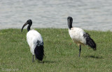 Sacred Ibis - Heilige Ibis - Threskiornis aethiopicus