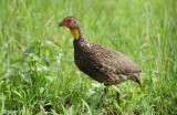 Yellow-necked Spurfowl - Geelkeelfrankolijn - Francolinus leucoscepus