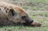 Spotted Hyena - Gevlekte Hyena - Crocuta crocuta