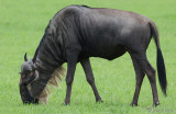 Blue Wildebeest - Blauwe Gnoe - Connochaetes taurinus