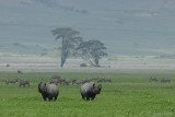 Black Rhinoceros - Zwarte Neushoorn - Diceros bicornis