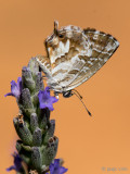 Geranium Bronze - Geraniumblauwtje - Cacyreus marshalli