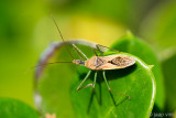 Assassin bug - Roofwants - Zelus renardii