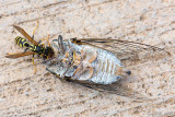 Wasp on a dead Cicada - Wesp op een dode Zangcicade
