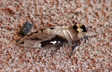Hawk Moth - Pijlstaart - Lophostethus dumolinii