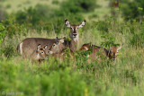 Waterbuck - Waterbok - Kobus ellipsiprymnus