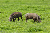 Warthog - Knobbelzwijn - Phacochoerus africanus