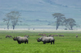 Black Rhinoceros - Zwarte Neushoorn - Diceros bicornis