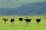 Ostrich - Struisvogel - Struthio camelus