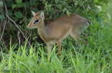 Kirks Dik-dik - Kirks Dikdik - Madoqua kirkii