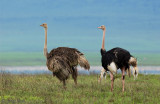 Ostrich - Struisvogel - Struthio camelus