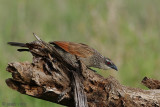 White-browed Coucal - Wenkbrouwspoorkoekoek - Centropus superciliosus