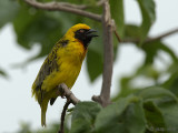Spekes Weaver - Ploceus spekei