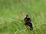 Fan-tailed Widowbird - Roodschouderwidavink - Euplectes axillaris
