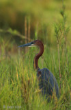 Goliath Heron - Reuzenreiger - Ardea goliath