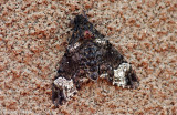 Coelonia fulvinotata