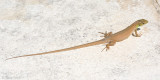 Balkan Green Blizzard - Balkansmaragdhagedis - Lacerta trilineata