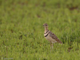 Double-banded Courser - Dubbelbandrenvogel - Rhinoptilus africanus gracilis